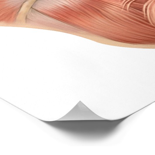 Anatomie der menschlichen Gesichtsmuskeln Poster (Ecke)