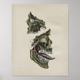 Anatomie der menschlichen Gesichtsnerven Vintage-D Poster