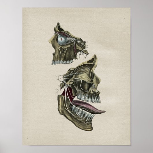 Anatomie der menschlichen Gesichtsnerven Vintage-D Poster (Vorne)