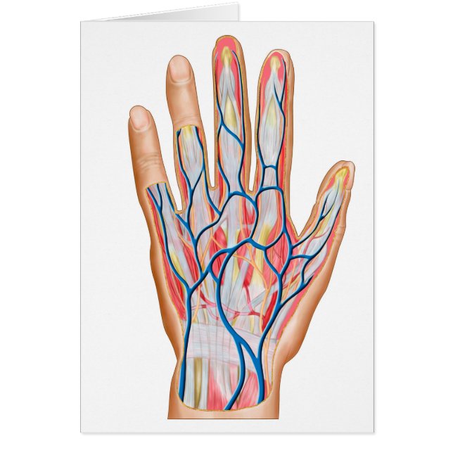 Anatomie der menschlichen Hand (Vorne)