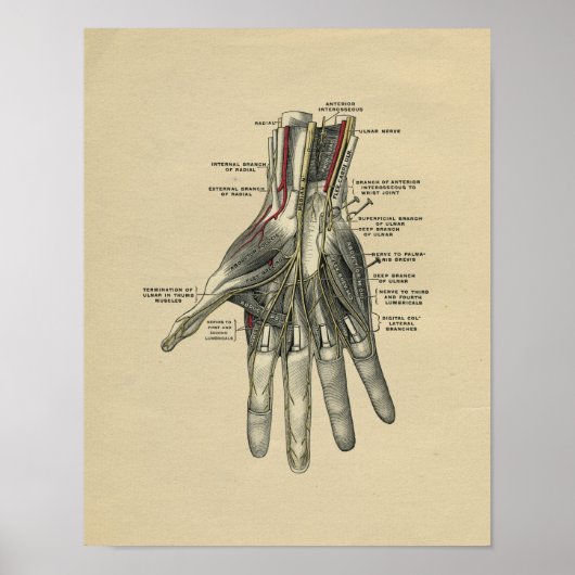 Anatomie der menschlichen Hand 1902 Vintag Poster (Vorne)