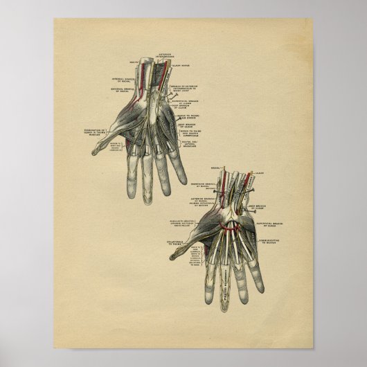 Anatomie der menschlichen Hand 1902 Vintag Poster (Vorne)