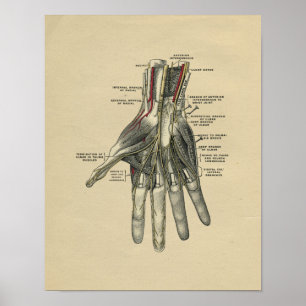 Anatomie der menschlichen Hand 1902 Vintage-Druck Poster