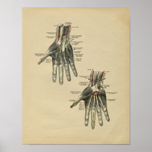 Anatomie der menschlichen Hand 1902 Vintage-Druck Poster