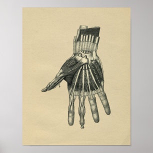 Anatomie der menschlichen Hand 1902 Vintage-Druck Poster