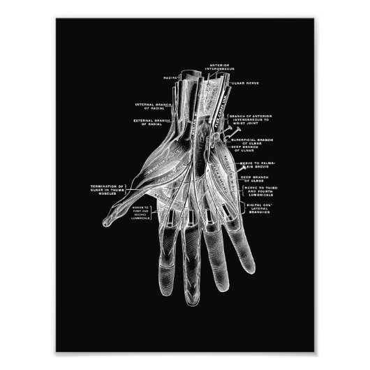 Anatomie der menschlichen Hand in Schwarzweiß Fotodruck (Vorne)