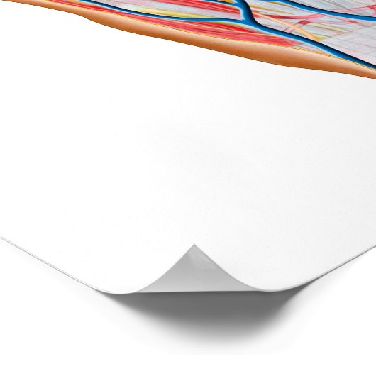 Anatomie der menschlichen Hand Poster (Ecke)