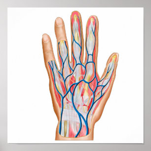 Anatomie der menschlichen Hand Poster