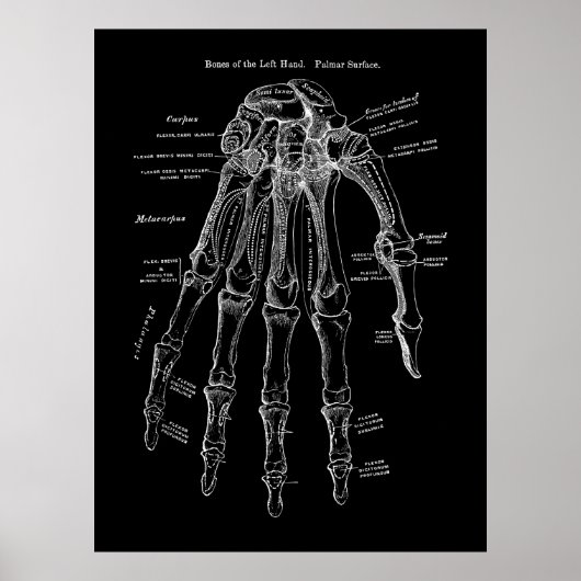 Anatomie der menschlichen Hand Poster (Vorne)