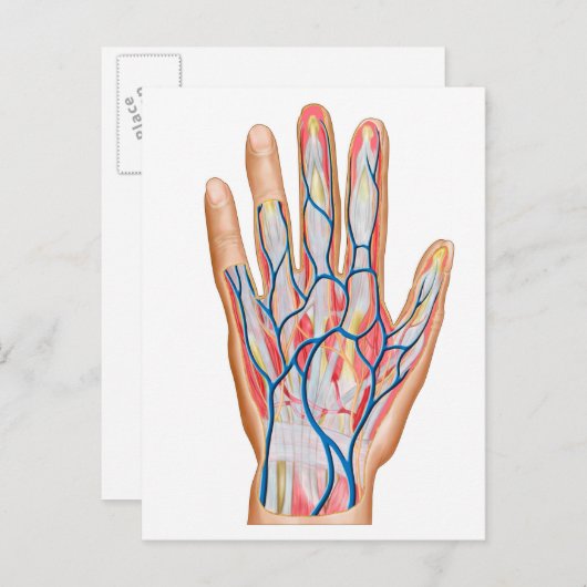 Anatomie der menschlichen Hand Postkarte (Vorne/Hinten)