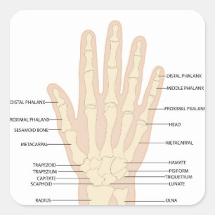 Anatomie der menschlichen Hand Quadratischer Aufkleber