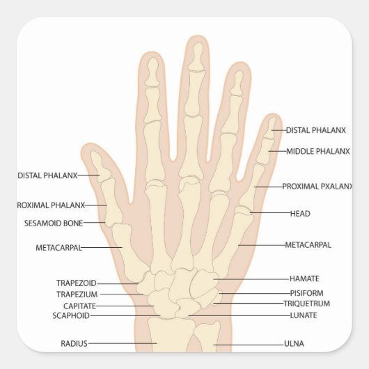 Anatomie der menschlichen Hand Quadratischer Aufkleber (Vorderseite)