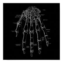 Anatomie der menschlichen Handknochen Alte medizin