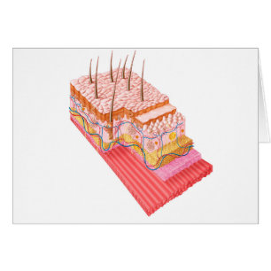 Anatomie der menschlichen Haut