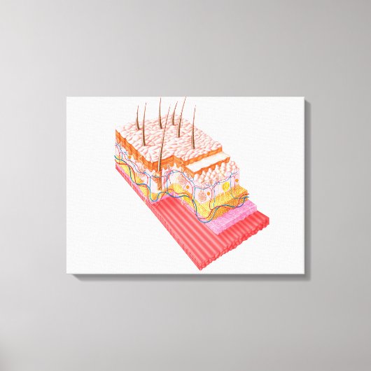 Anatomie der menschlichen Haut Leinwanddruck (Vorderseite)