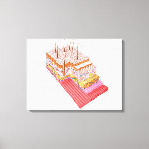 Anatomie der menschlichen Haut Leinwanddruck