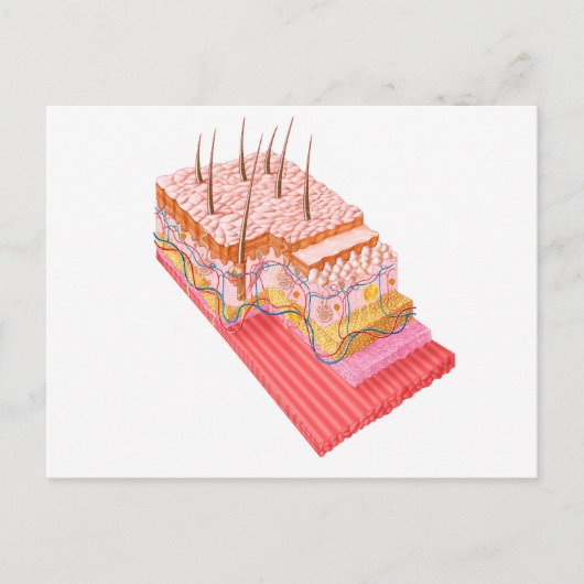 Anatomie der menschlichen Haut Postkarte (Vorderseite)