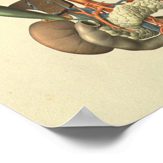 Anatomie der menschlichen inneren Organe Poster (Ecke)