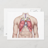 Anatomie der menschlichen Lunge in Situ Postkarte (Vorne/Hinten)
