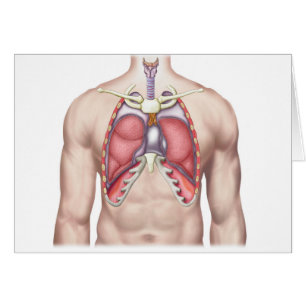 Anatomie der menschlichen Lungen an Ort und Stelle
