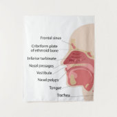 Anatomie der menschlichen Nase Wandteppich (Vorderseite)