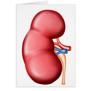Anatomie der menschlichen Niere