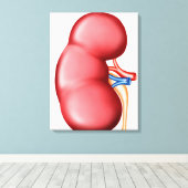 Anatomie der menschlichen Niere Leinwanddruck (Insitu (Holzboden))