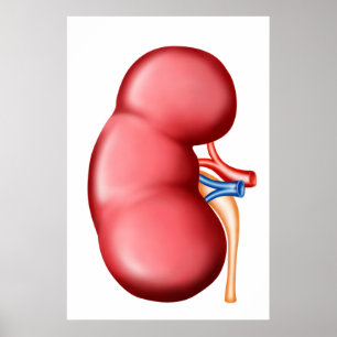Anatomie der menschlichen Niere Poster
