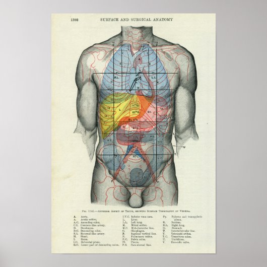 Anatomie der menschlichen Oberfläche in Bezug auf Poster (Vorne)