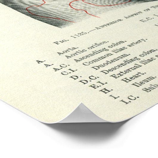 Anatomie der menschlichen Oberfläche in Bezug auf  Poster (Ecke)