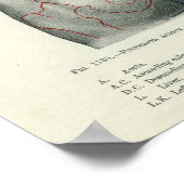 Anatomie der menschlichen Oberfläche in Bezug auf Poster (Ecke)