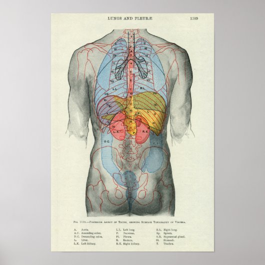 Anatomie der menschlichen Oberfläche in Bezug auf  Poster (Vorne)