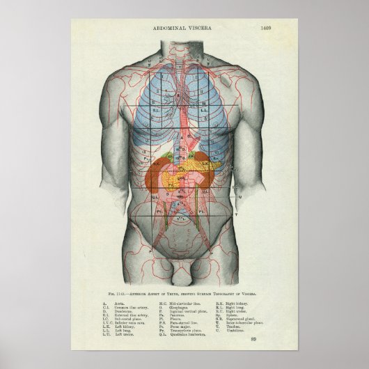 Anatomie der menschlichen Oberfläche in Bezug auf Poster (Vorne)