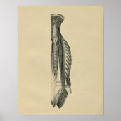 Anatomie der menschlichen Rückenmuskeln 1902 Vinta Poster (Vorne)