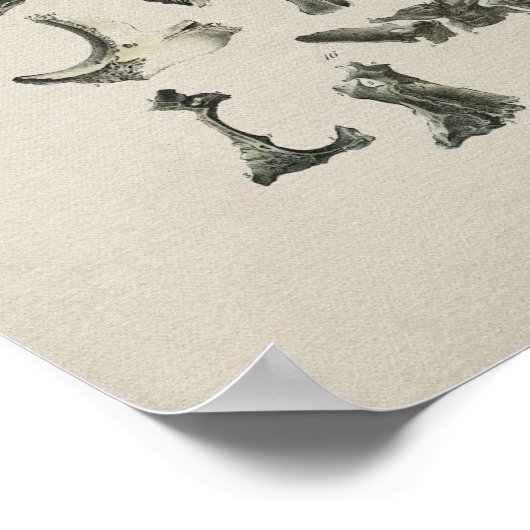 Anatomie der menschlichen Schädelknochen Vintag Poster (Ecke)