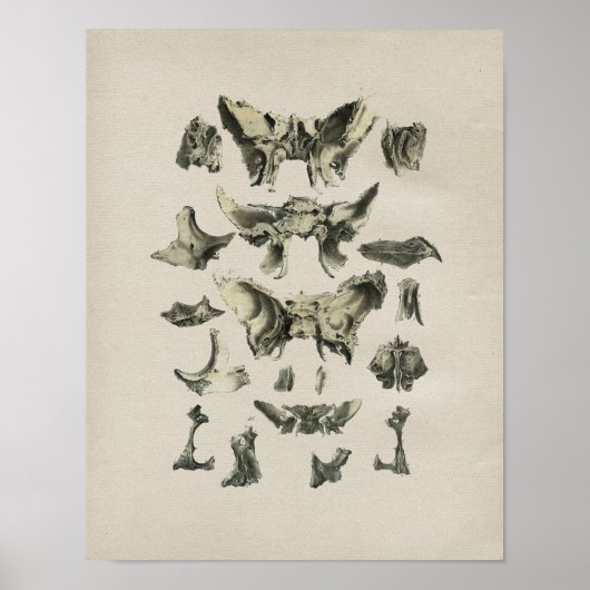 Anatomie der menschlichen Schädelknochen Vintag Poster (Vorne)