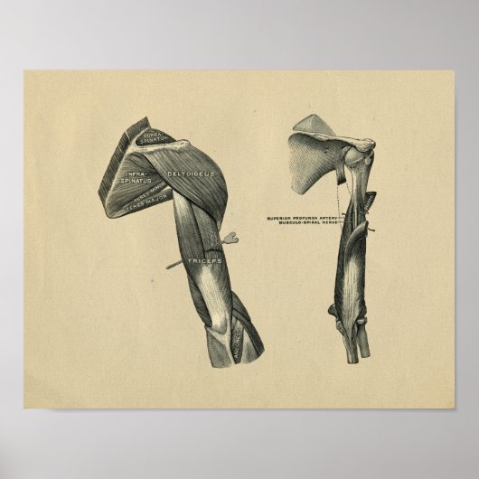 Anatomie der menschlichen Schulterarme 1902 Vintag Poster (Vorne)
