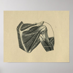 Anatomie der menschlichen Schulterhaut 1902 Vintag Poster