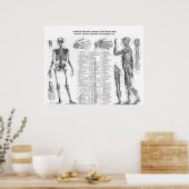 Anatomie der menschlichen Skelette und Muskulatur  Poster (Küche)