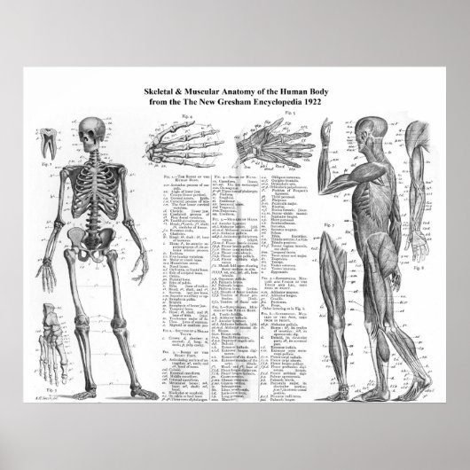 Anatomie der menschlichen Skelette und Muskulatur  Poster (Vorne)