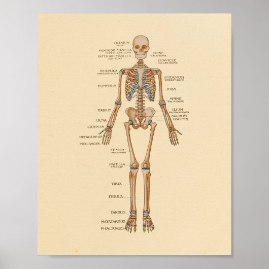Anatomie der menschlichen Skelettknochen Poster (Vorne)