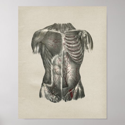 Anatomie der menschlichen Thorax Vintag Poster (Vorne)
