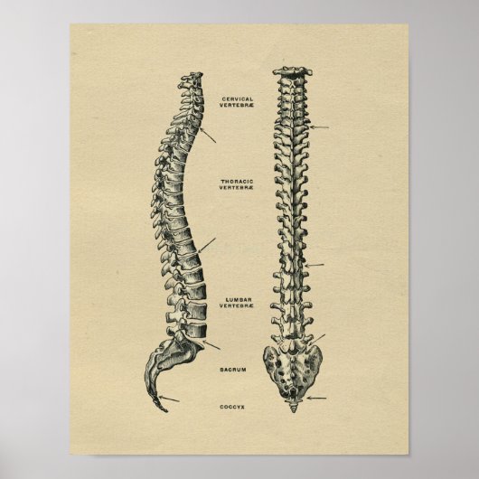 Anatomie der menschlichen Wirbelsäule 1902 Vintag Poster (Vorne)