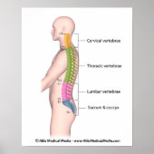 Anatomie der menschlichen Wirbelsäule farblich gek Poster (Vorne)