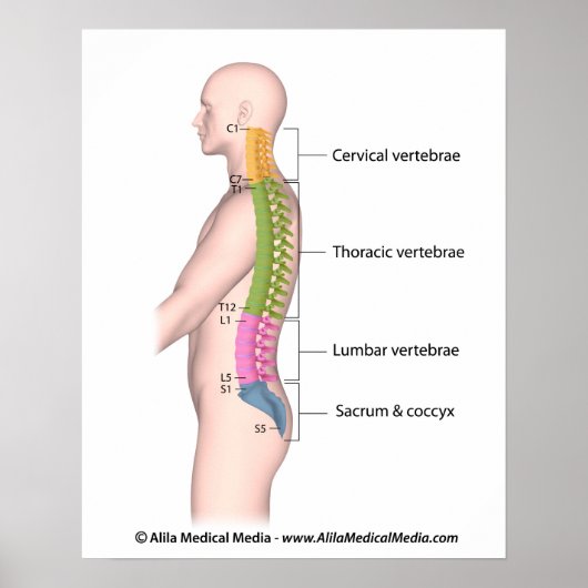 Anatomie der menschlichen Wirbelsäule farblich gek Poster (Vorne)