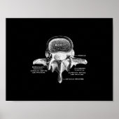 Anatomie der menschlichen Wirbelsäule in Schwarzwe Poster (Vorne)