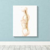 Anatomie der menschlichen Wirbelsäule, Links seitl Leinwanddruck (Insitu (Holzboden))