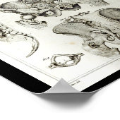 Anatomie der menschlichen Wirbelsäule Poster (Ecke)