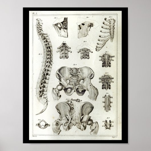 Anatomie der menschlichen Wirbelsäule Poster (Vorne)