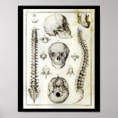 Anatomie der menschlichen Wirbelsäule Poster (Vorne)